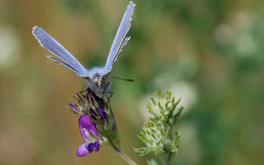 Blauer-schmetterling