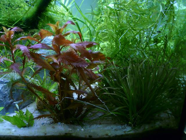 Blyxa Japonica (640 X 480)