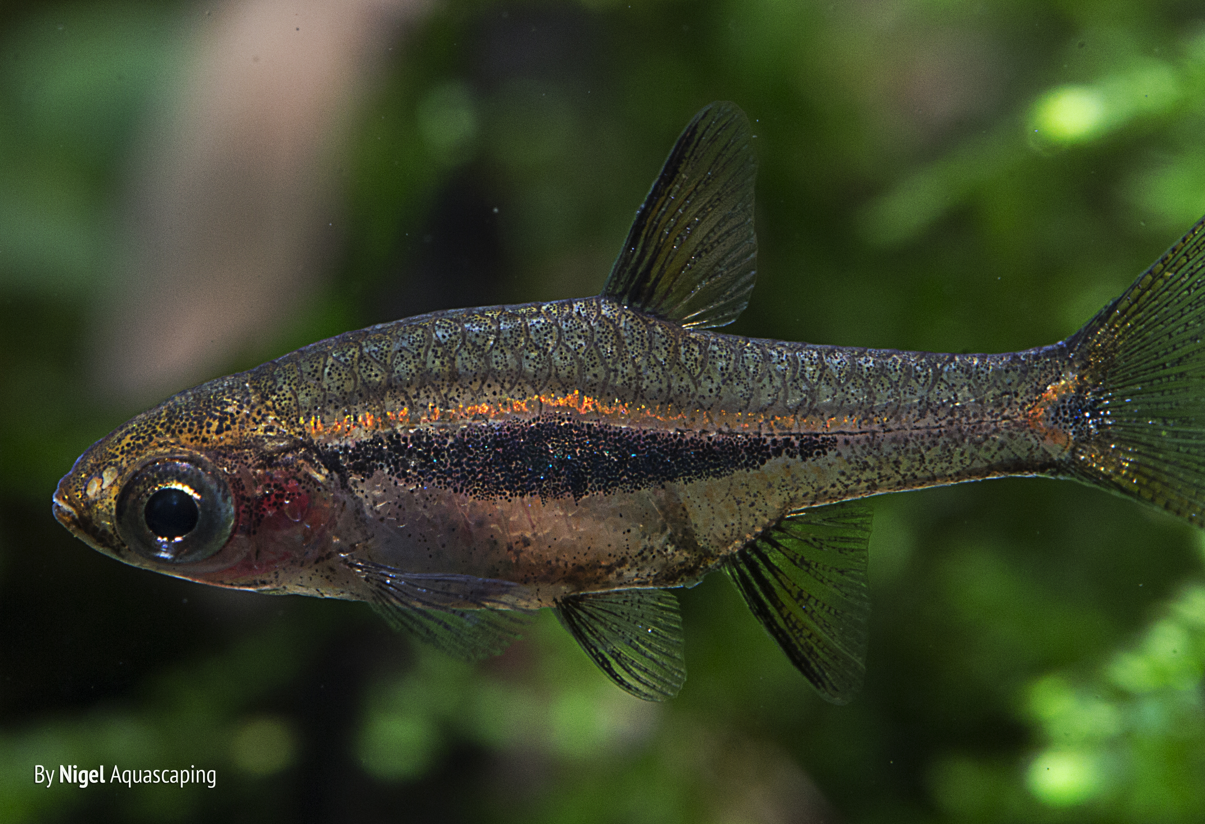 boraras uropthalmoides by nigel