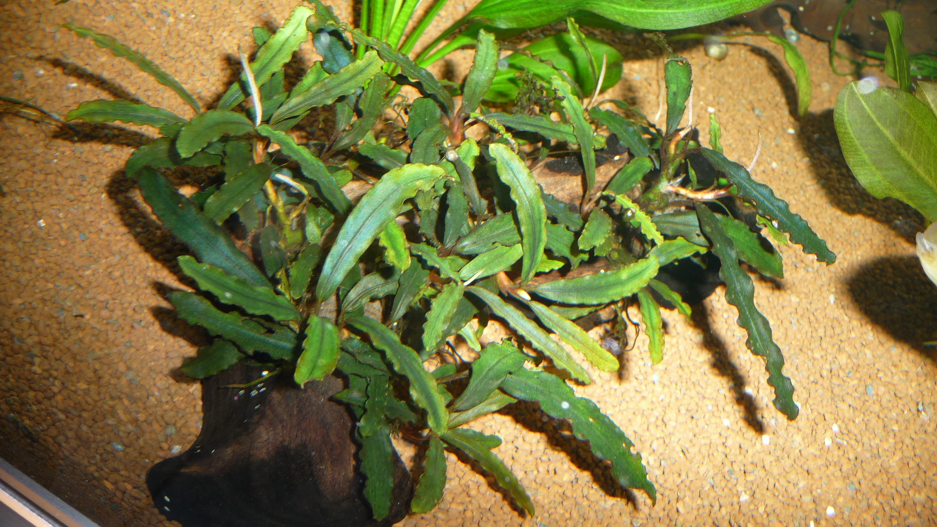 Bucephalandra catharinae red (3)