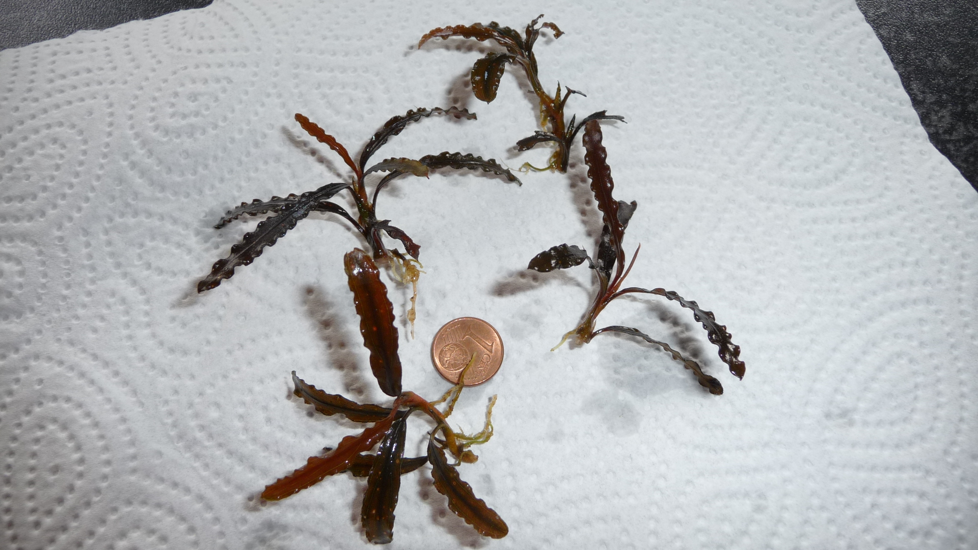 Bucephalandra catharinae red (5)