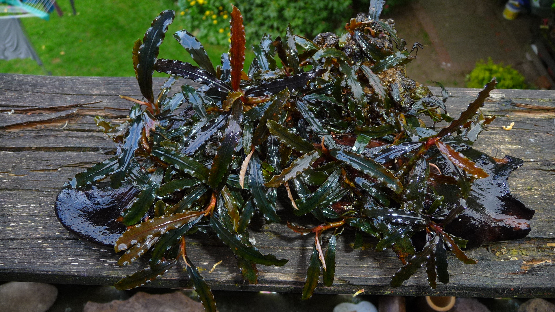 Bucephalandra catharinae red (8)