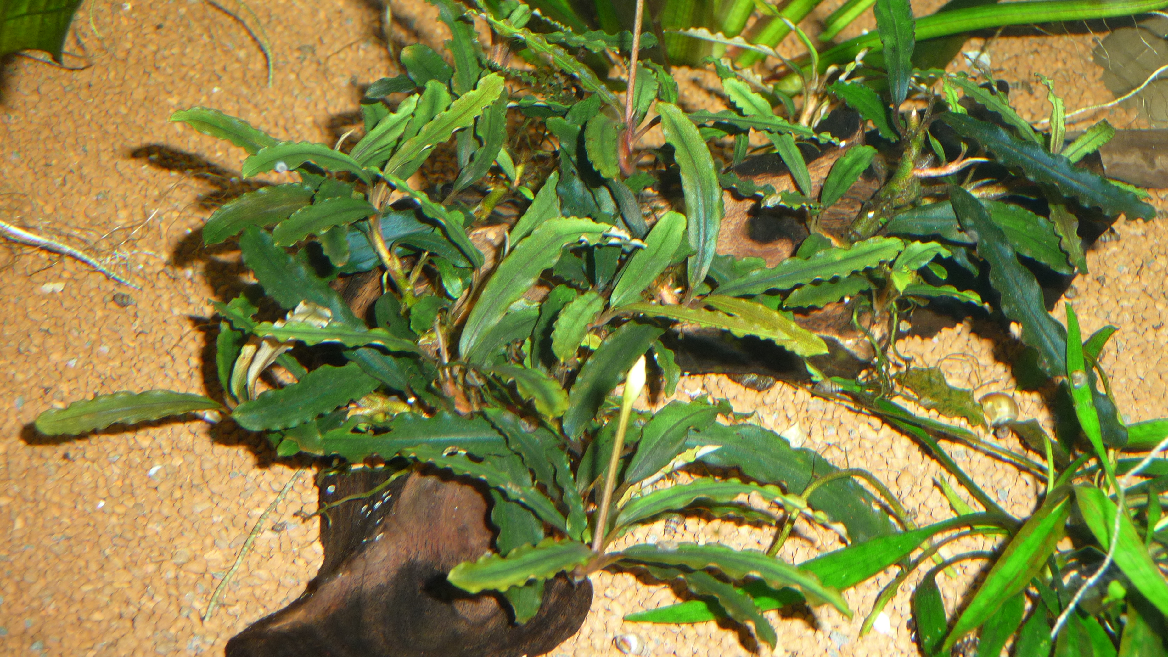 Bucephalandra catharinae red