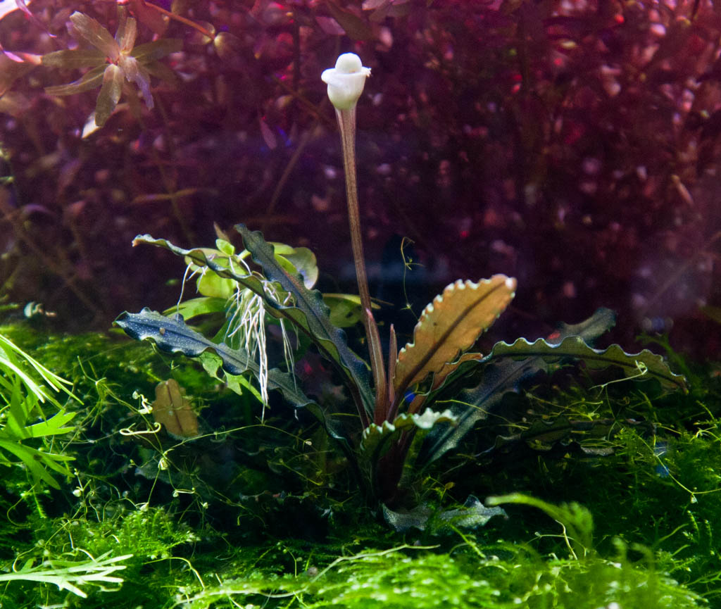 Bucephalandra cf. motleyana - Melawi