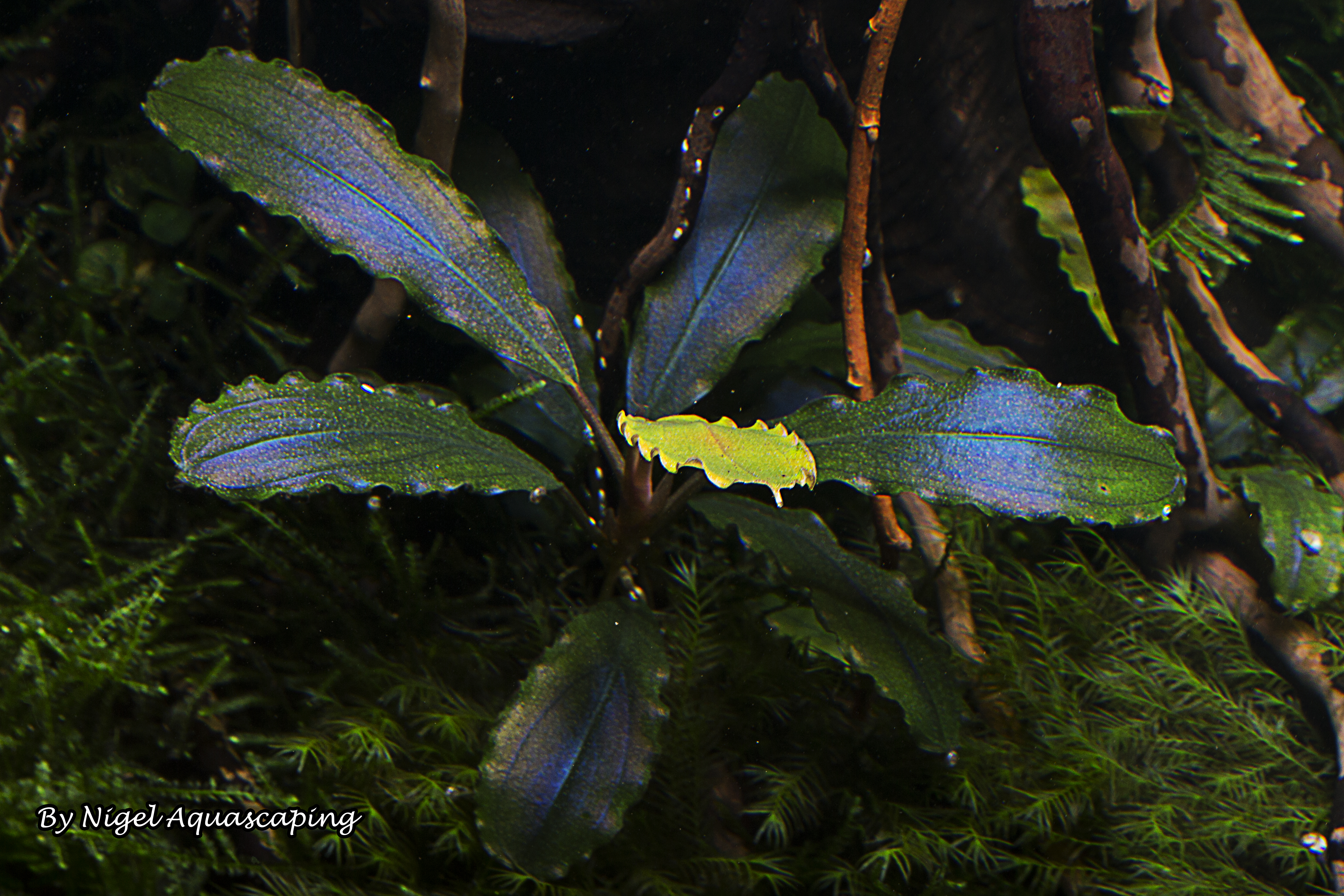 bucephalandra kedagang mini