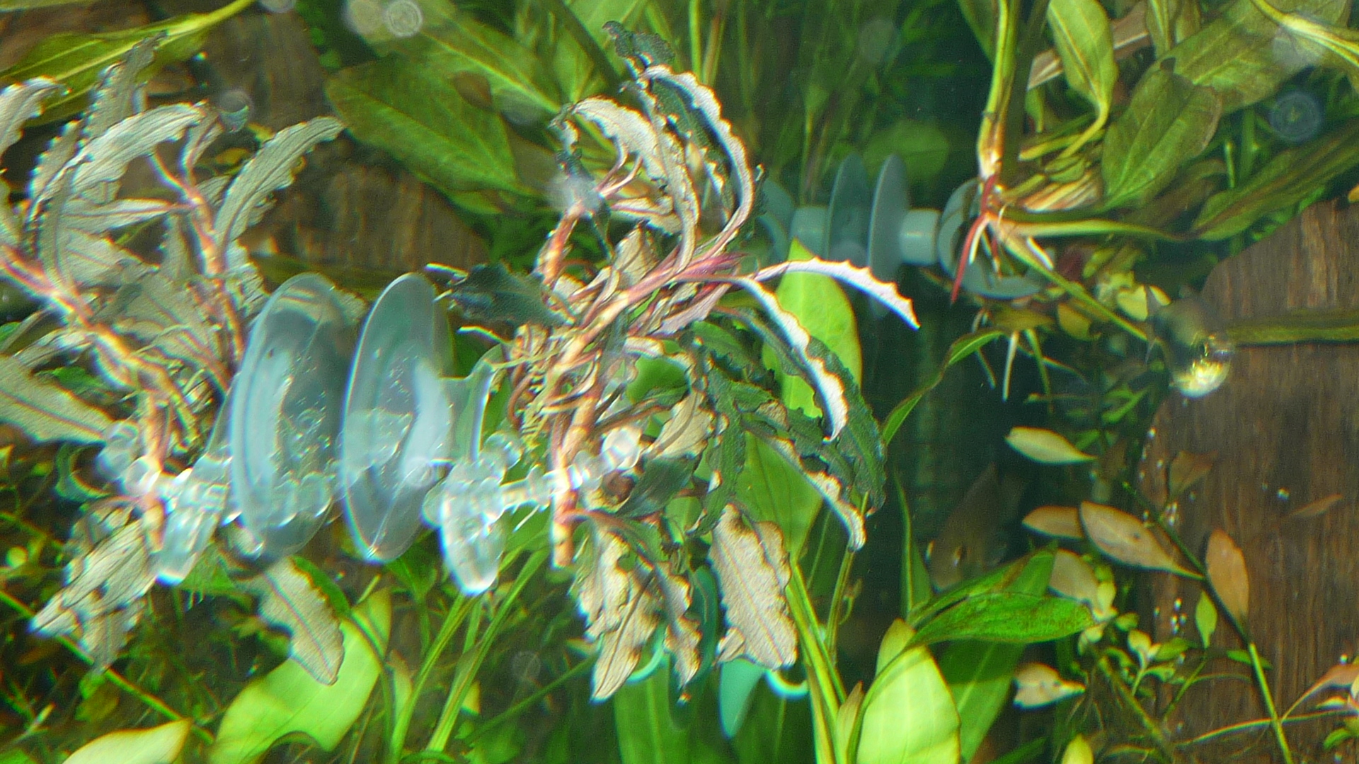 Bucephalandra Kedagang