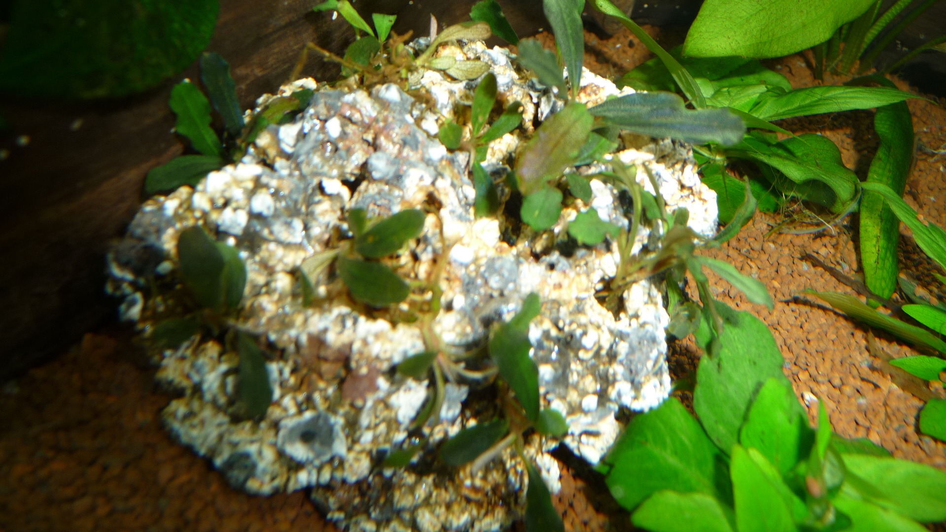 Bucephalandra Lamandau metallic blue