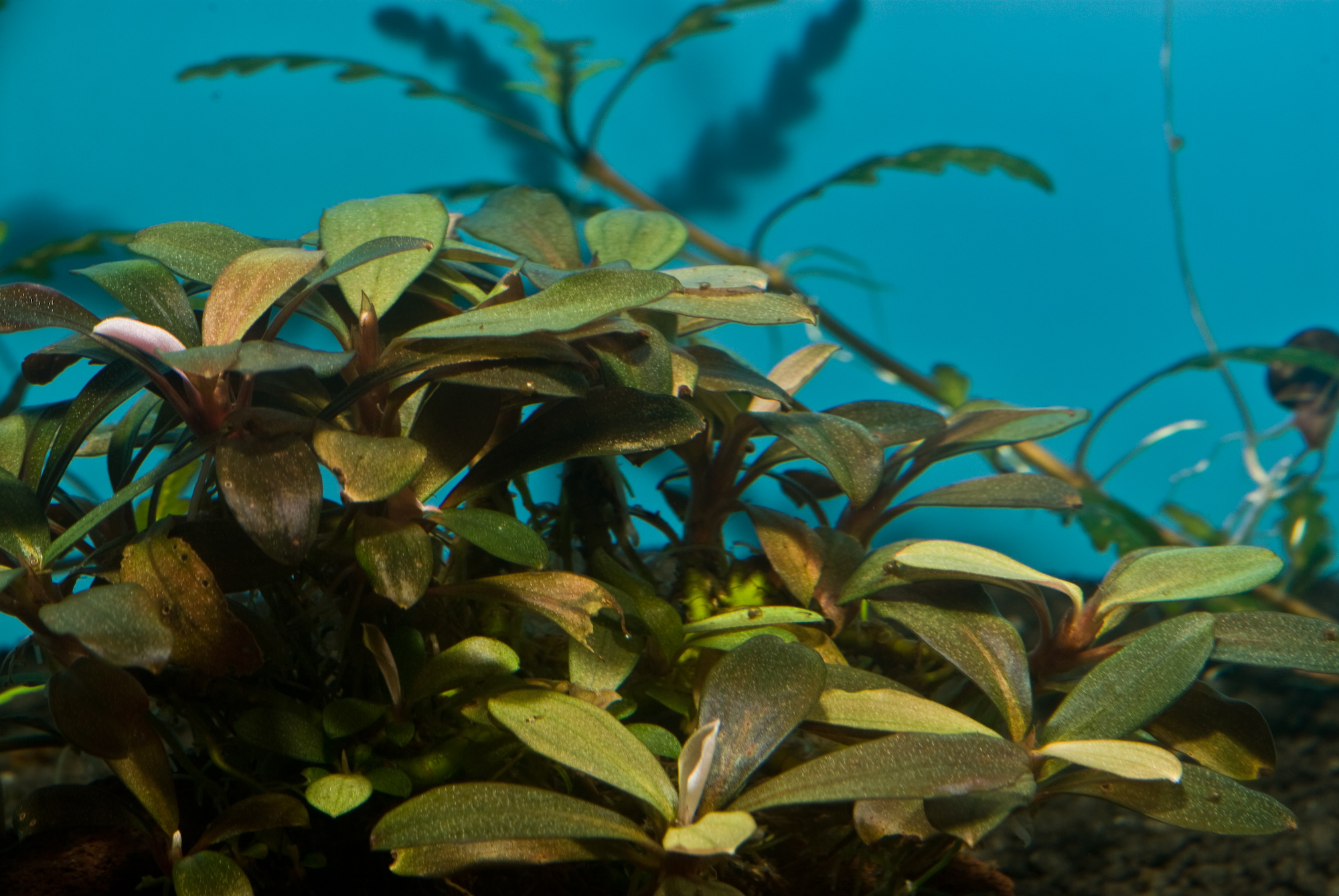 Bucephalandra motleyana 001