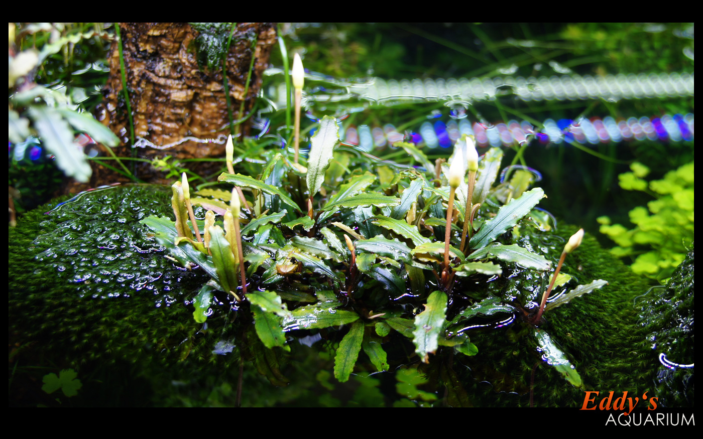 Bucephalandra motleyana