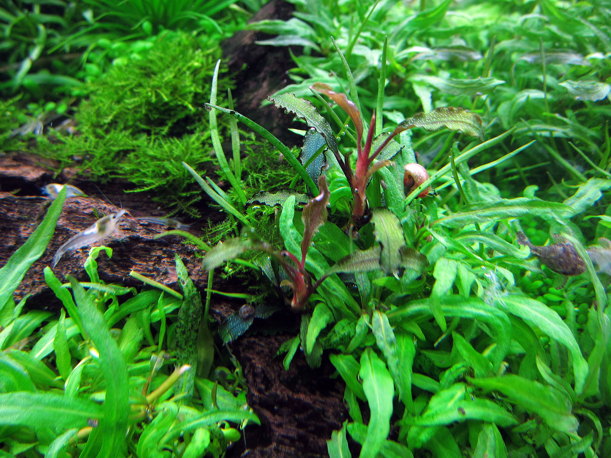 Bucephalandra sp. &quot;Kedagang&quot;