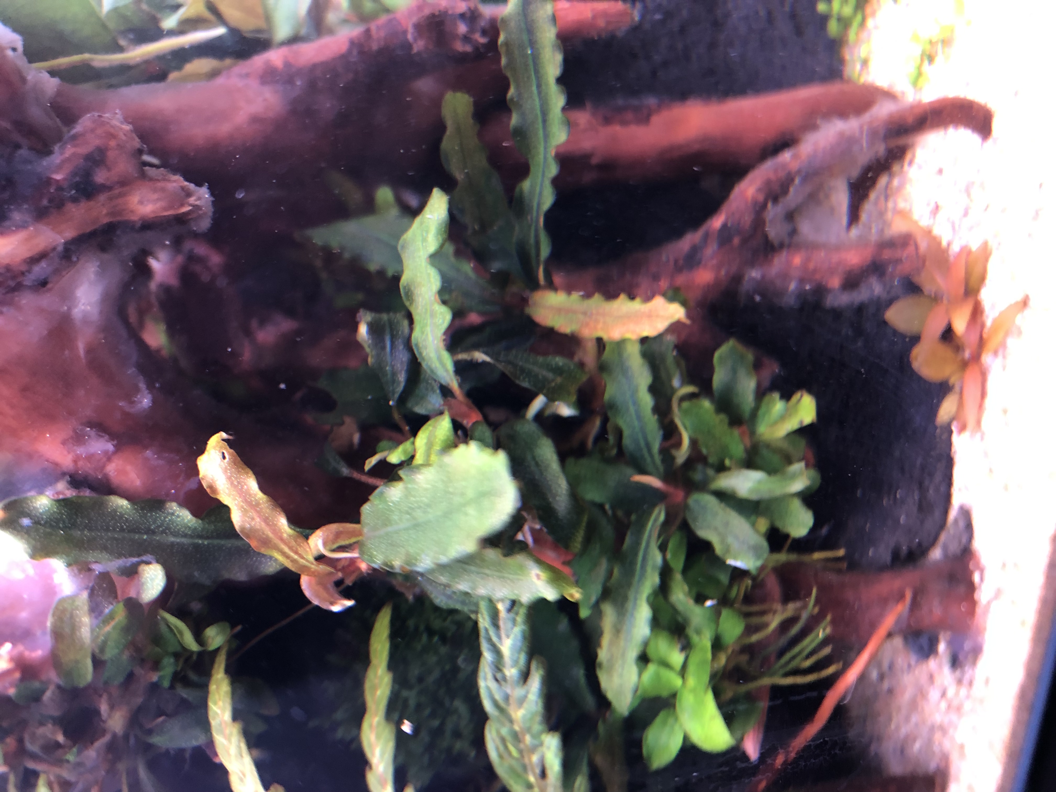 bucephalandra