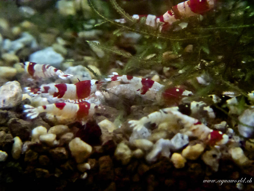 Caridina cf cantonensis K2-K10 006