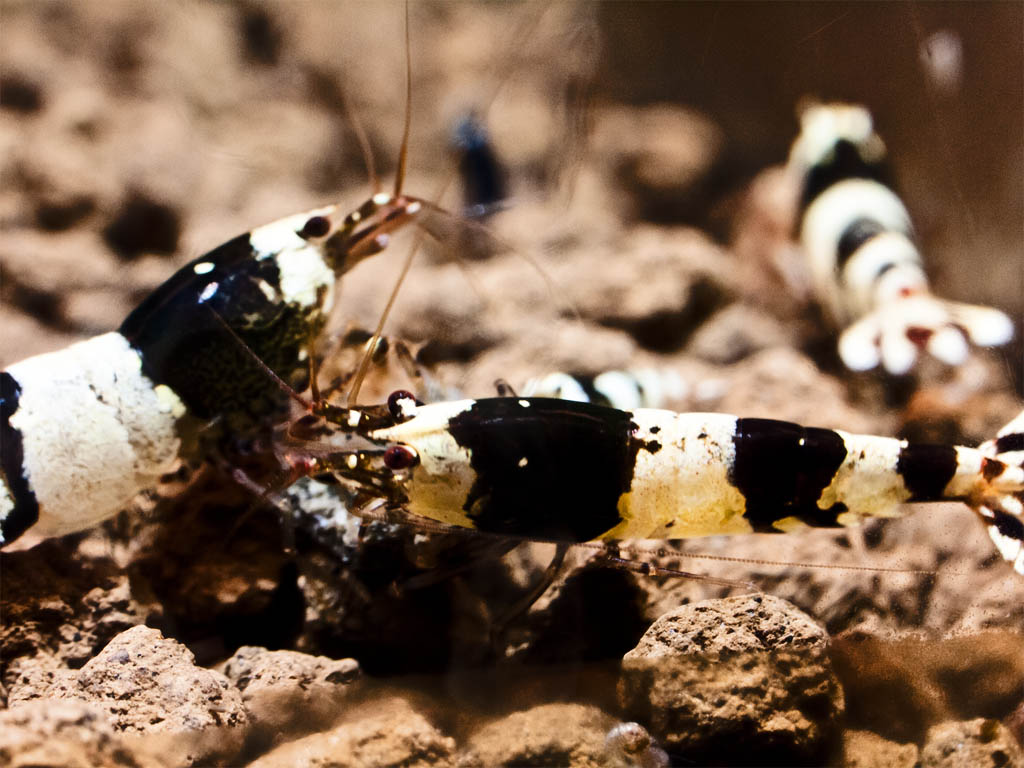 Caridina cf cantonensis K2-K10 017