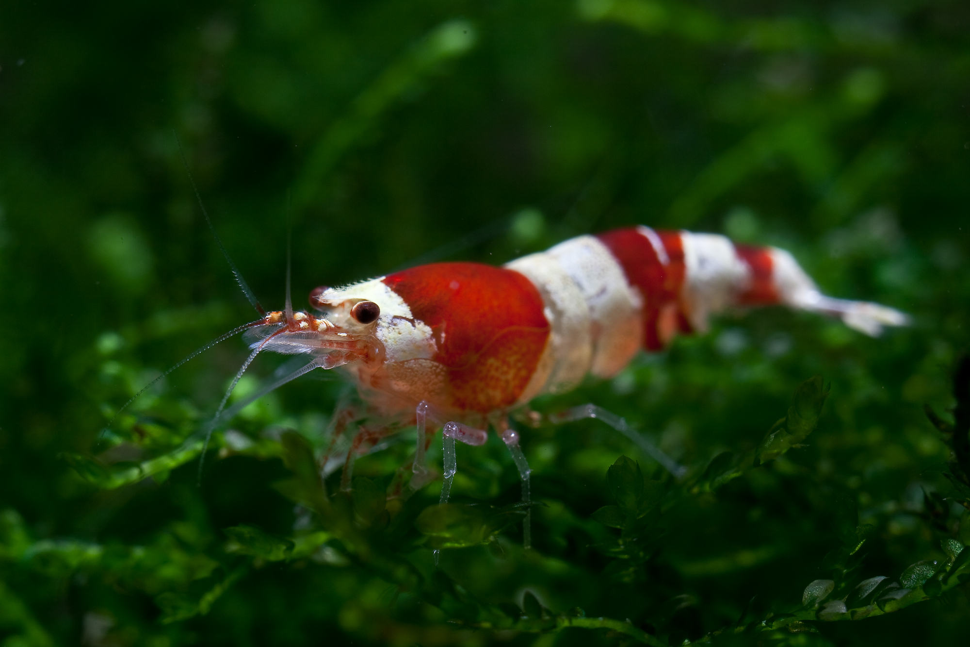 caridina cf cantonensis red bee