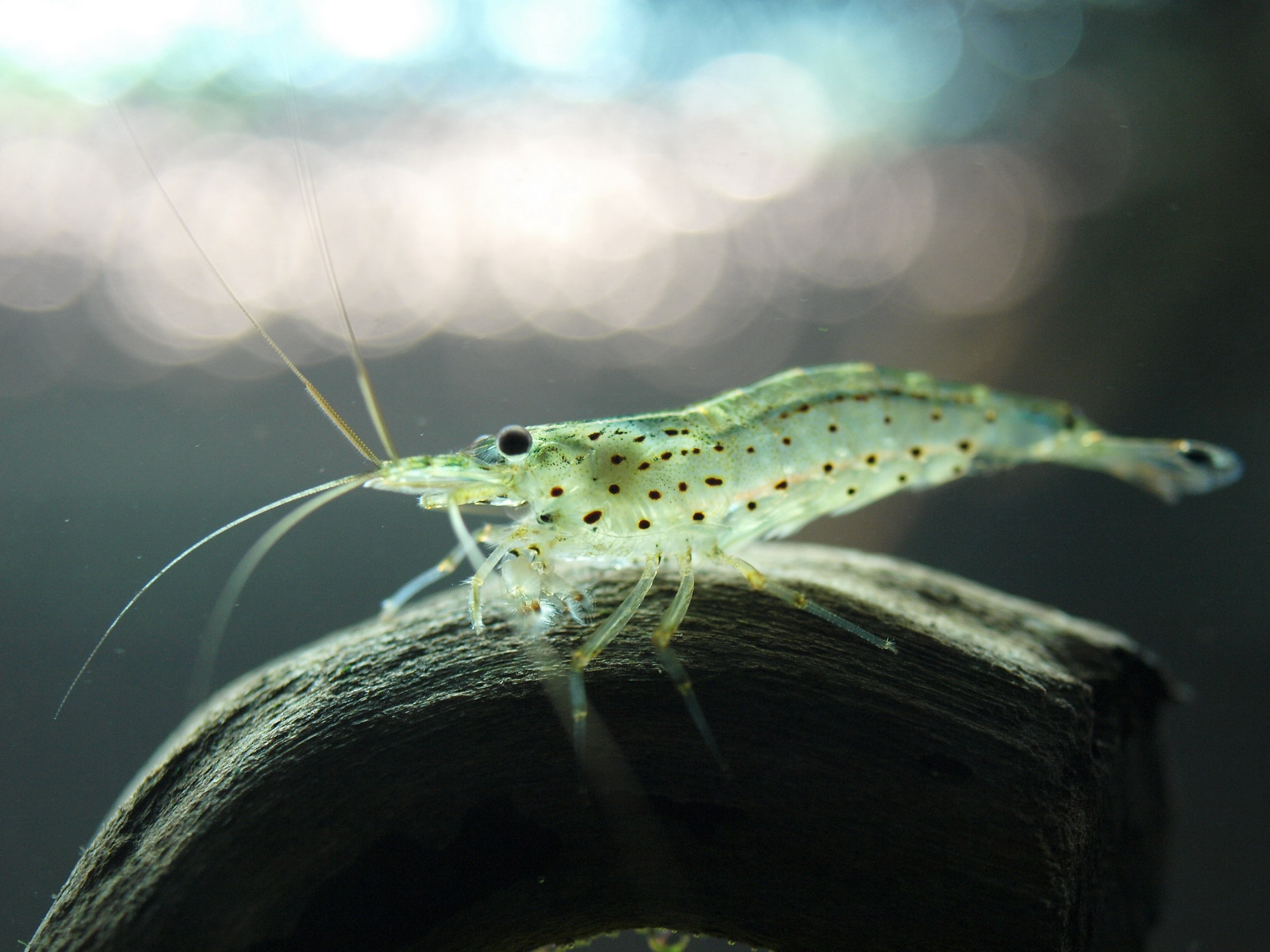 Caridina japonica (multidentata)