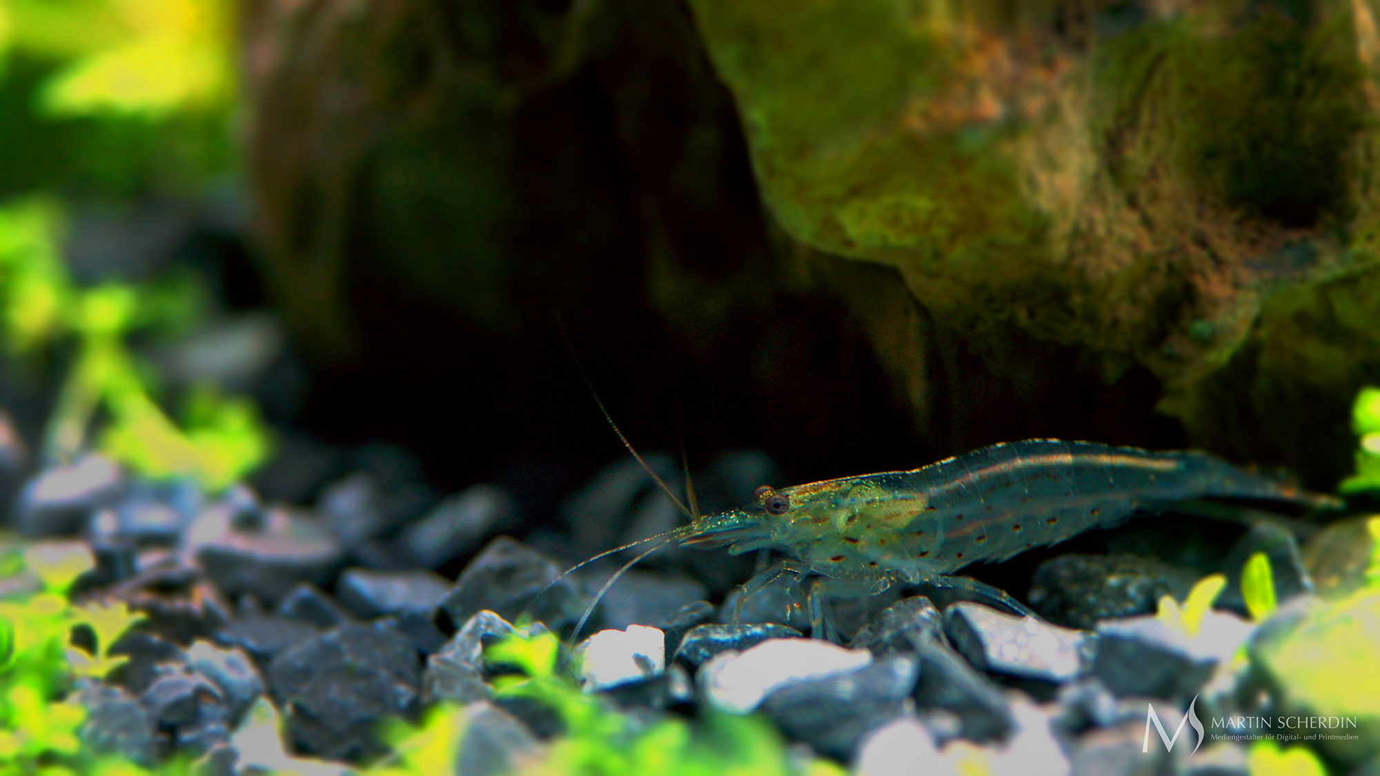 Caridina japonica