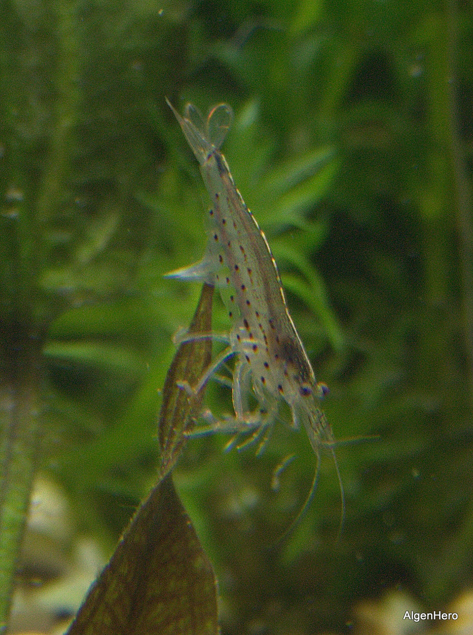 Caridina japonica