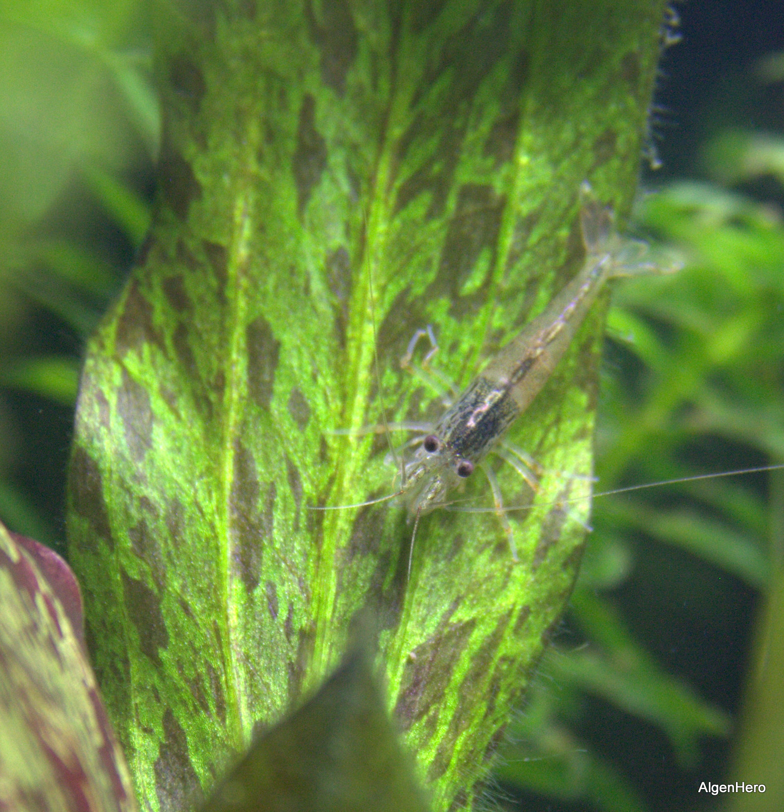 Caridina japonica