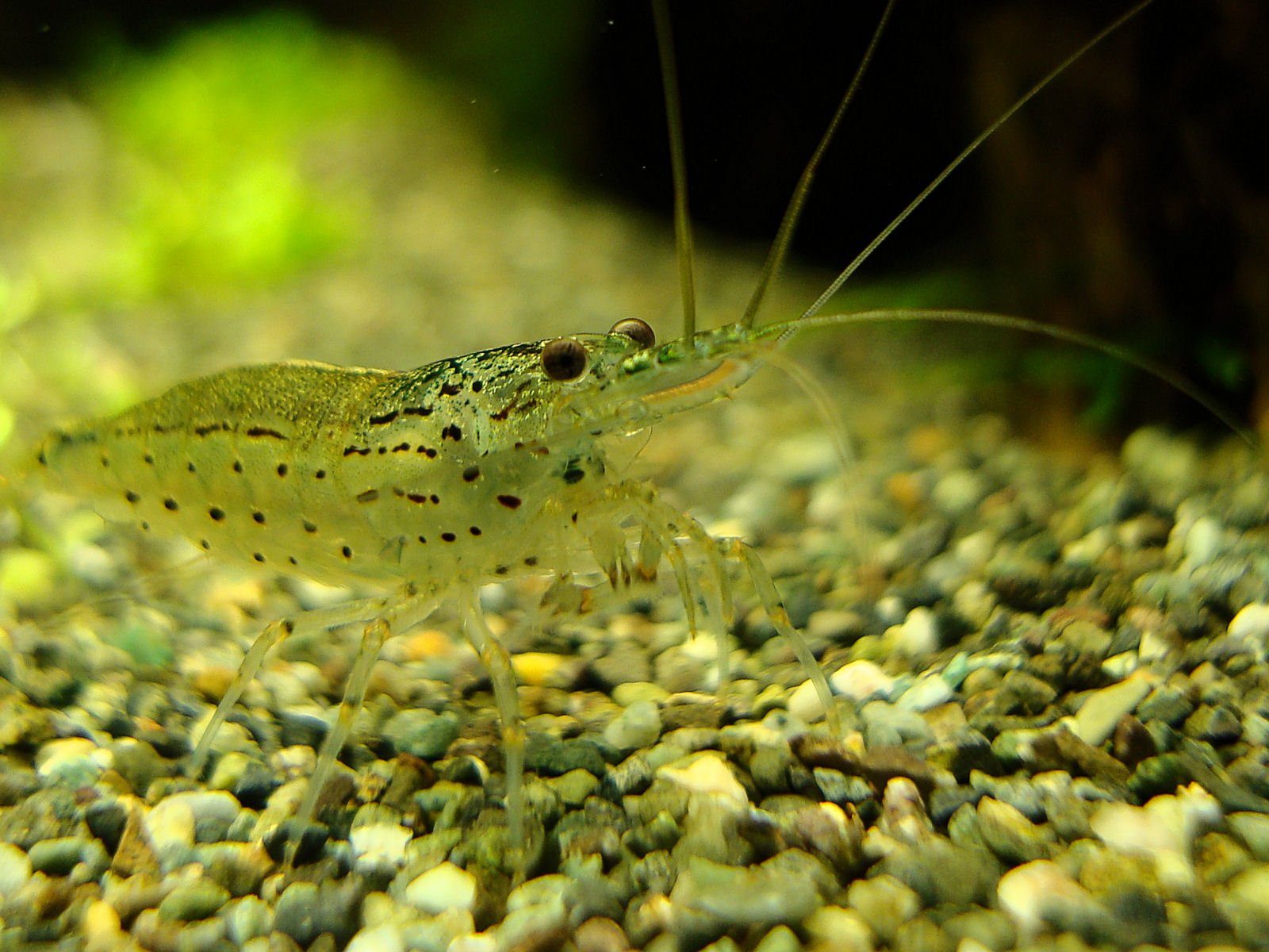 Caridina multidentata 1