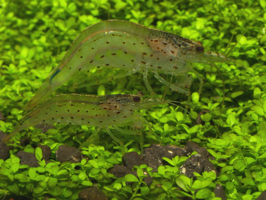 Caridina multidentata 2