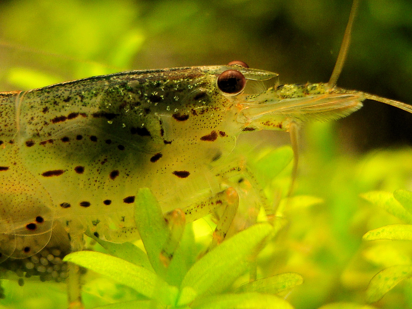 Caridina multidentata 2