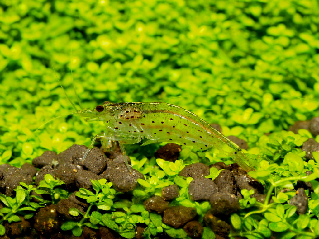 Caridina multidentata