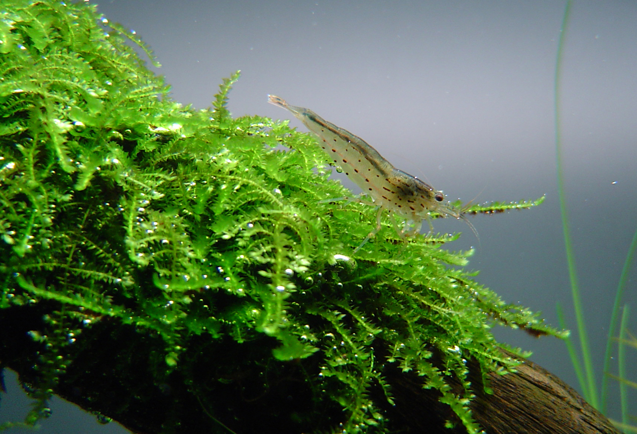 Caridina multidentata