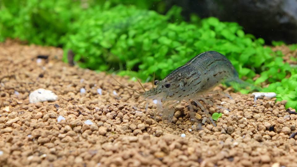 Caridina multidentata