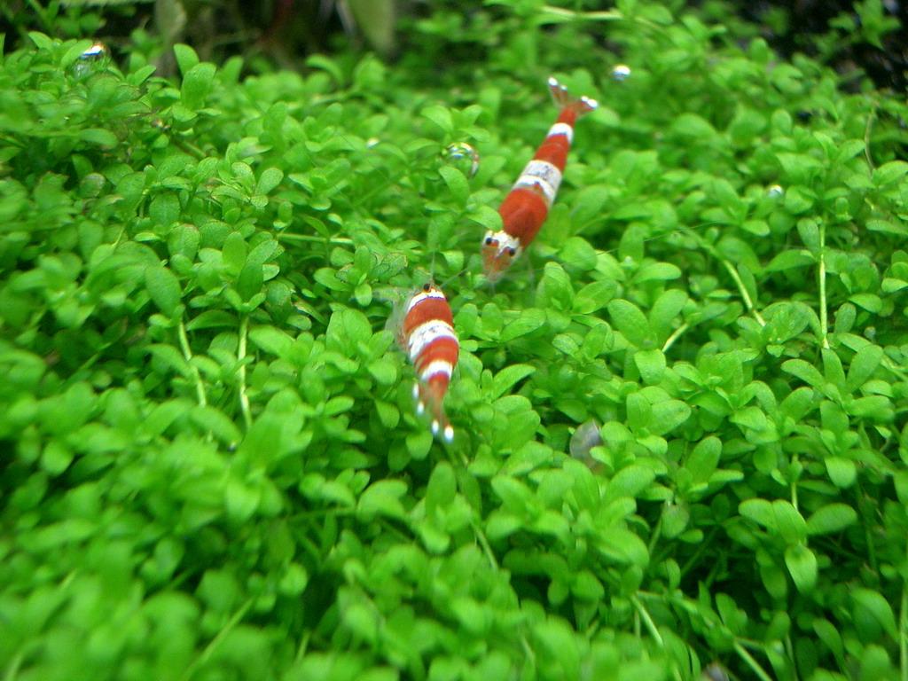 Caridina Sp. &quot;red/ White&quot;