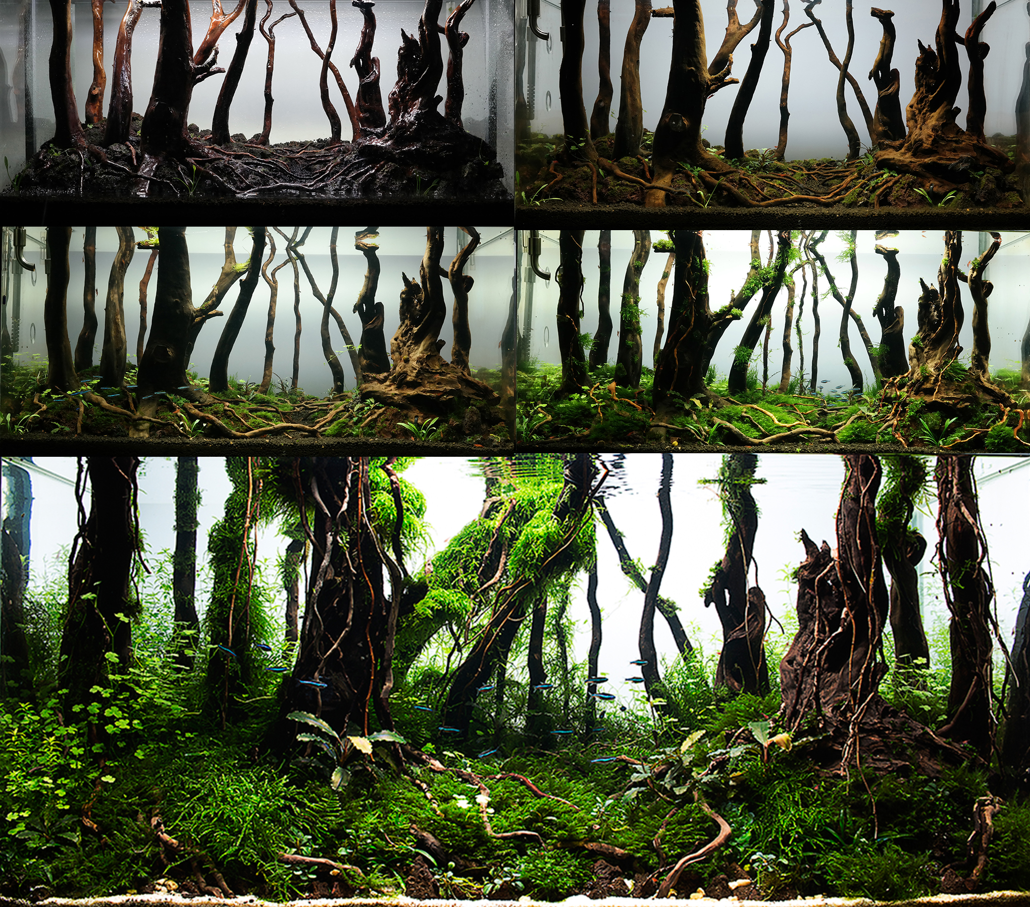 collage enchanted forest by nigel aquascaping done 2.0