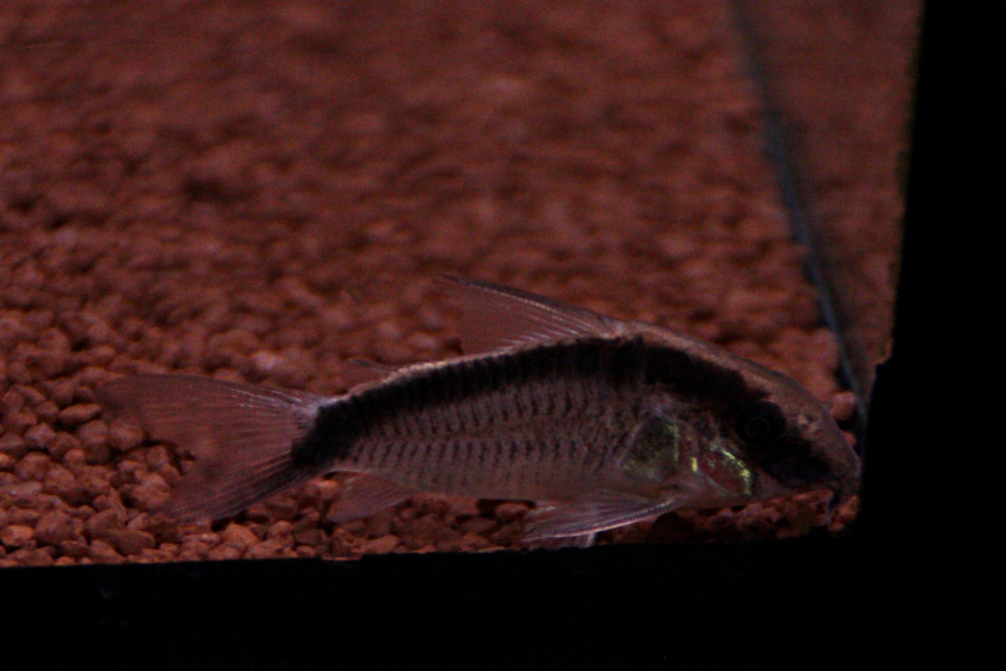 Corydoras arcuatus 02