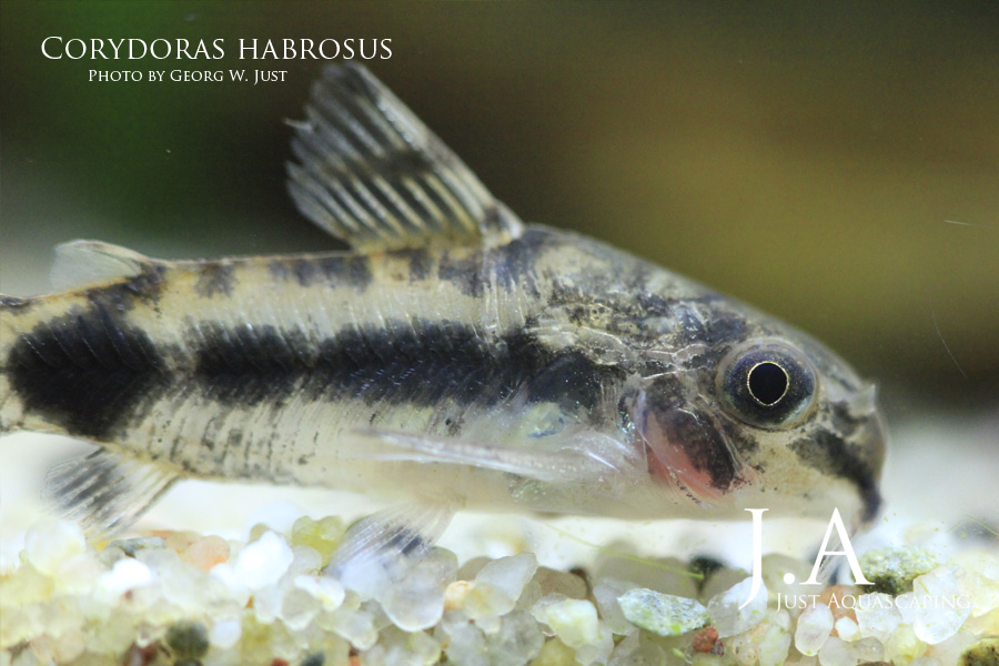 corydoras habrosus2