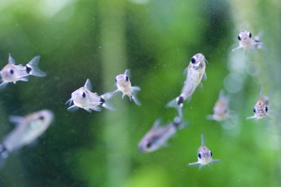 Corydoras Hastatus - 001