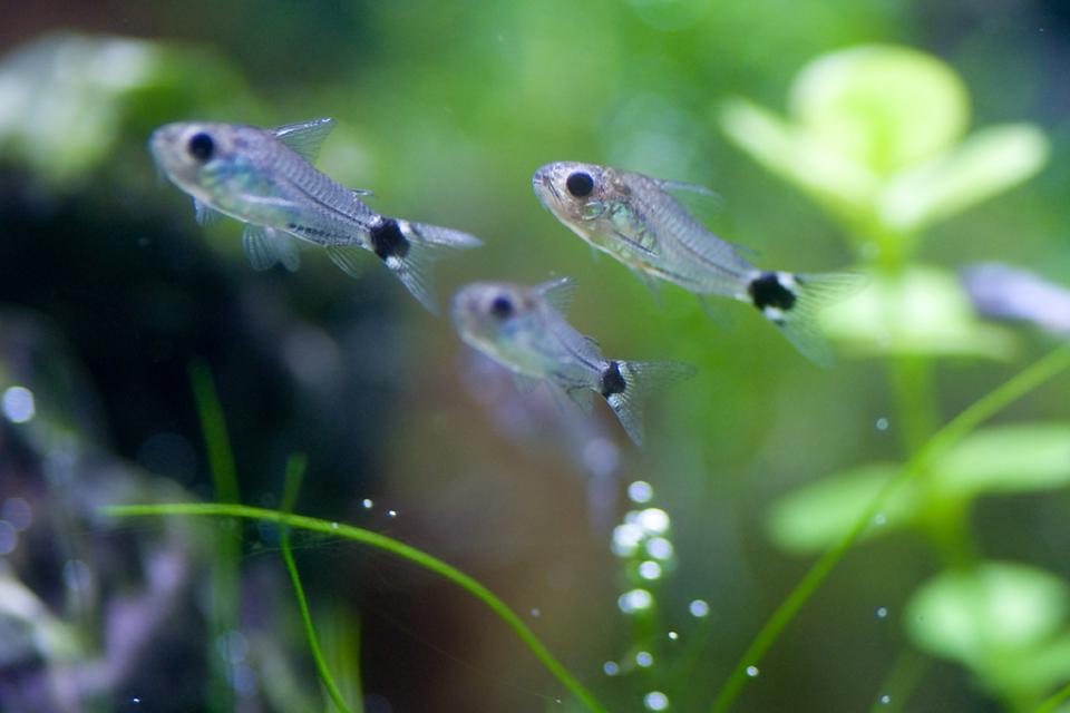 Corydoras Hastatus - 002