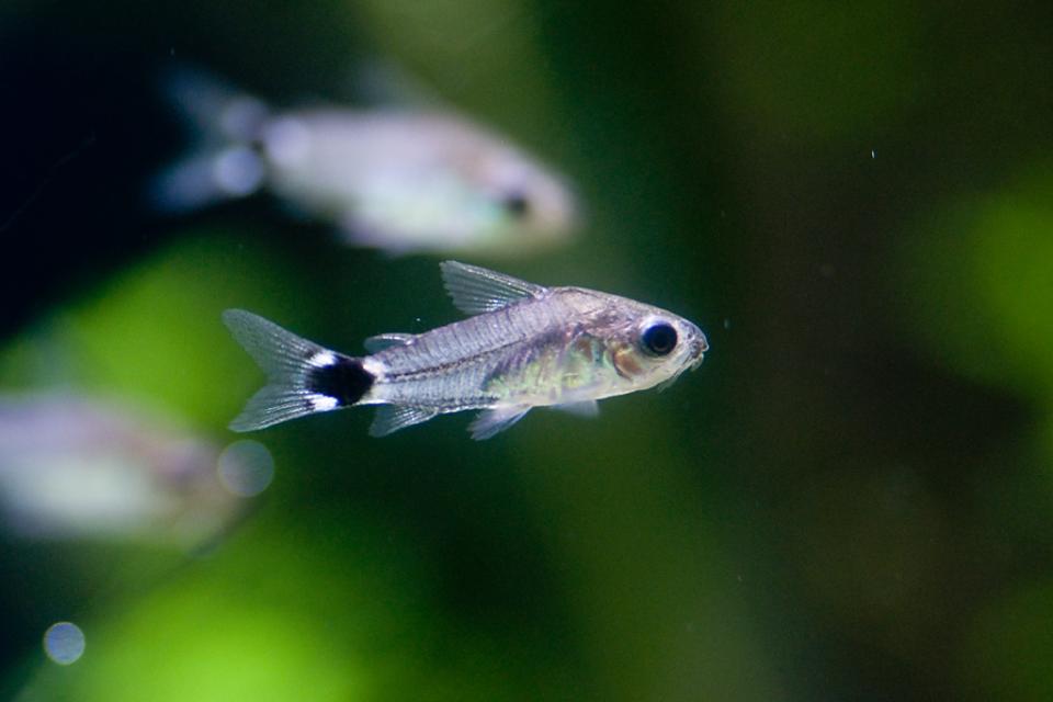 Corydoras Hastatus - 003