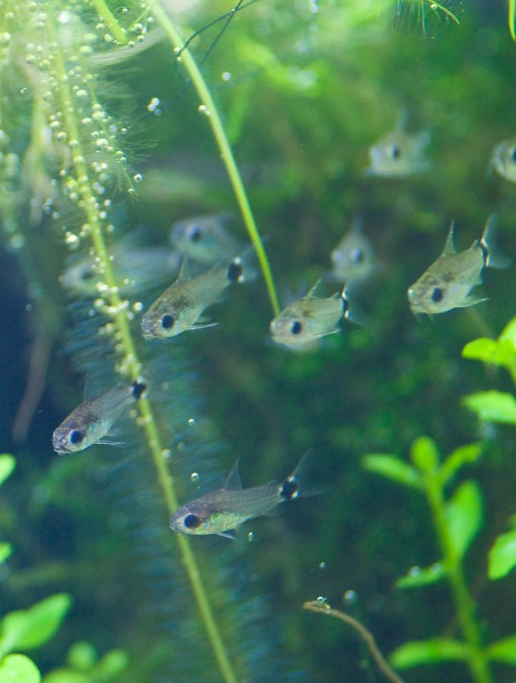 Corydoras Hastatus - 005