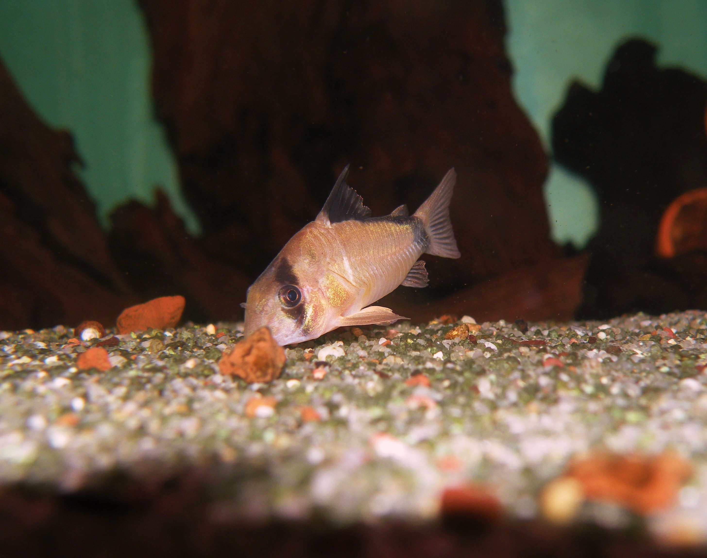 Corydoras metae