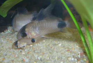 Corydoras Panda Mit Jungen