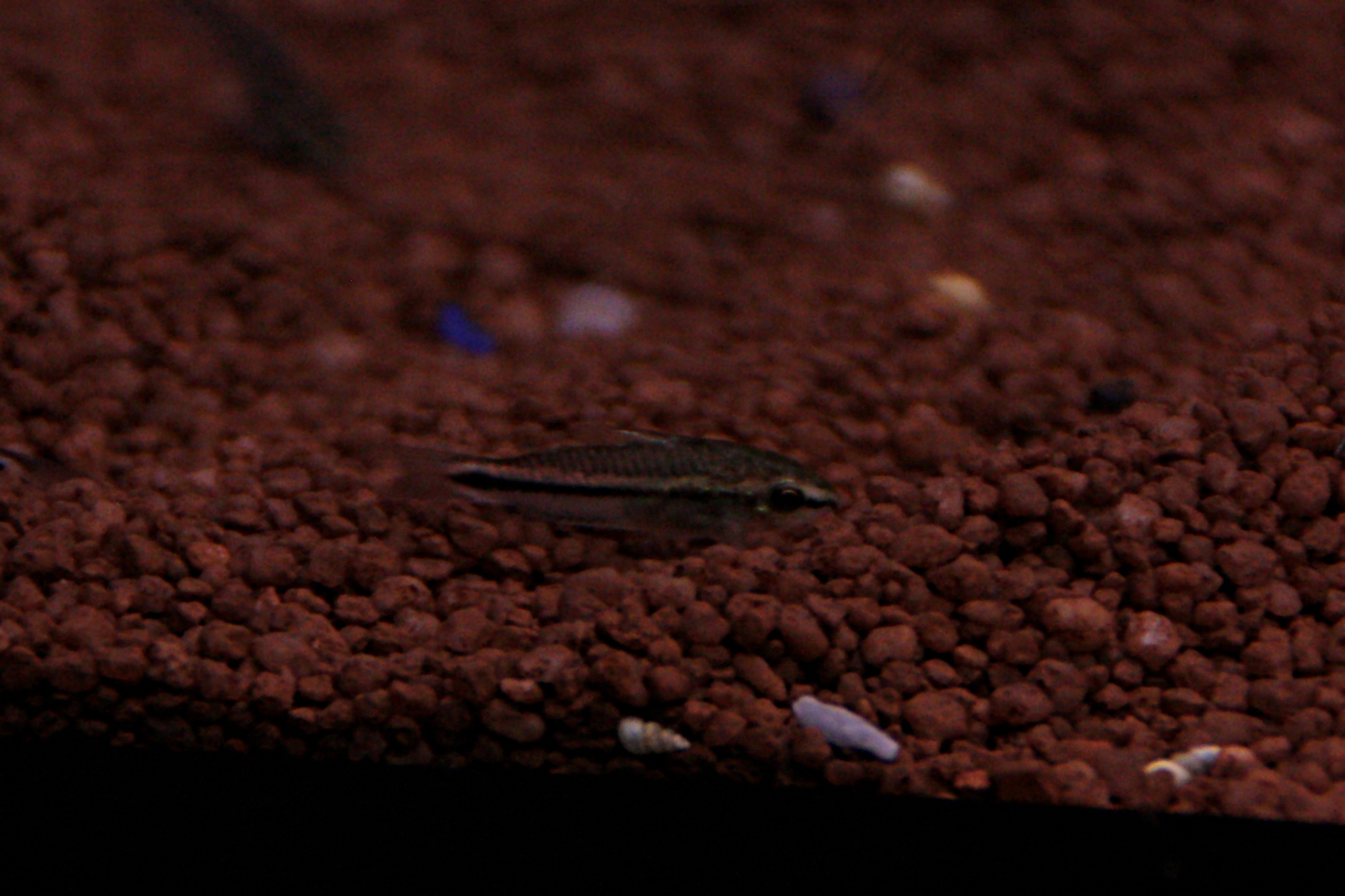 Corydoras pygmaeus 01