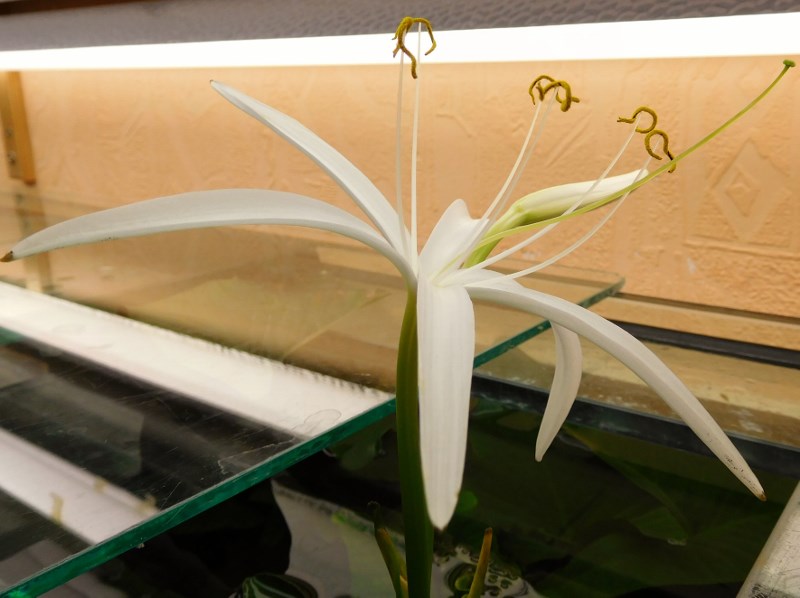 crinum calamistratum 002 (800x598)