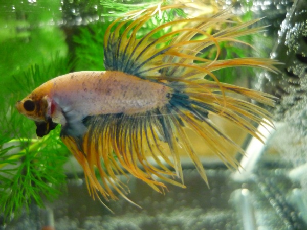 Crowntail Kampffisch