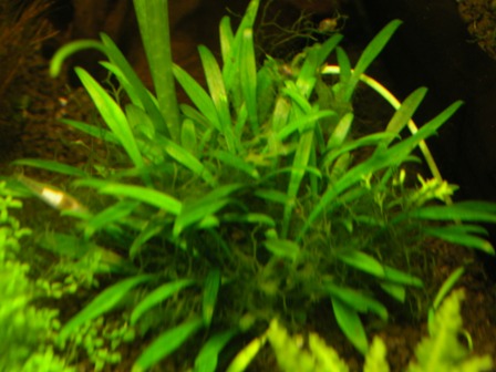 Cryprocoryne Pava 1