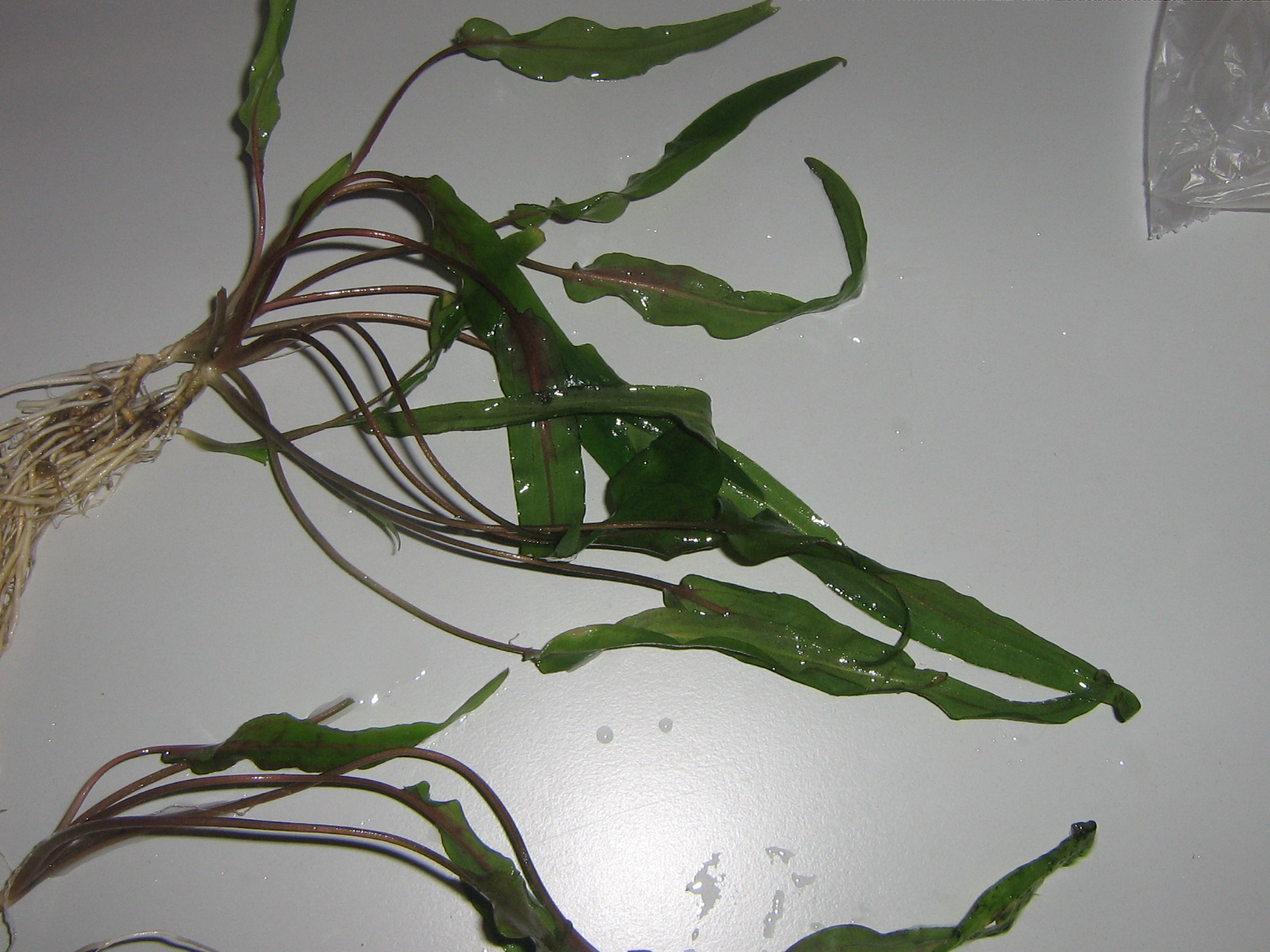 Cryptocoryne 1