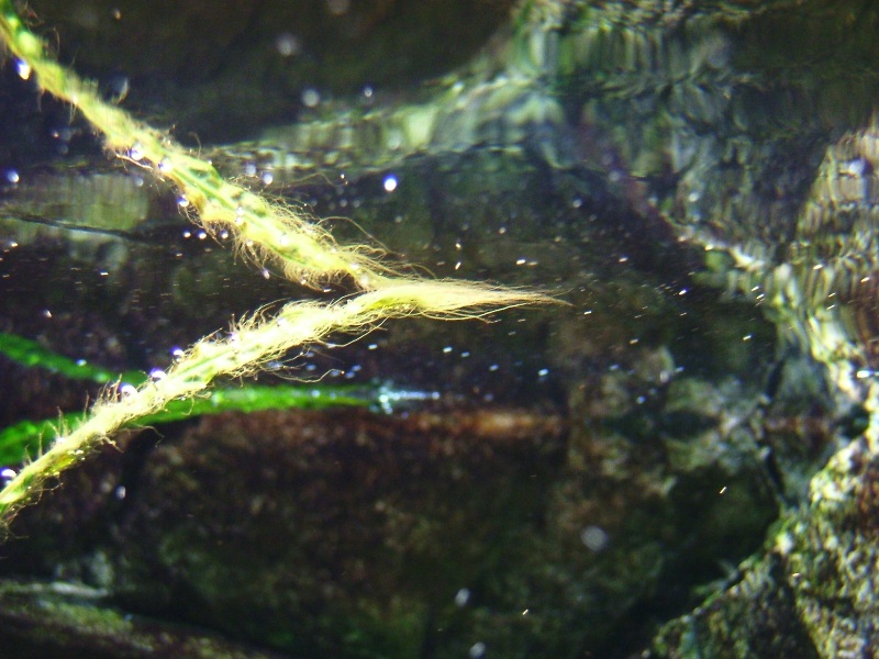 Cryptocoryne Balansae Mit Bartalgen?