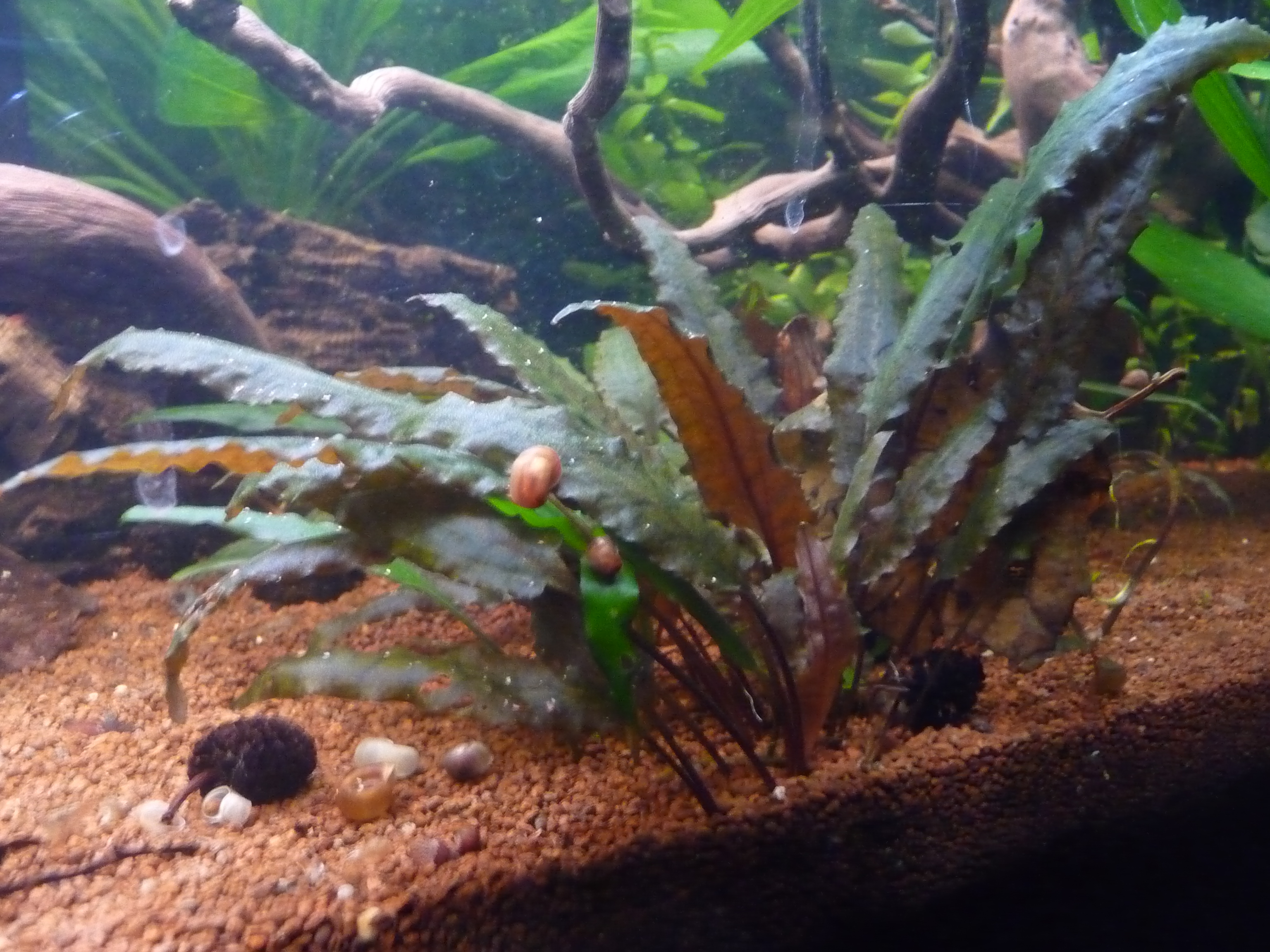 Cryptocoryne beckettii, Beckets Wasserkelch