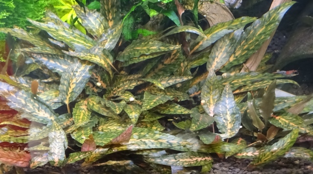 cryptocoryne nurii luminous green