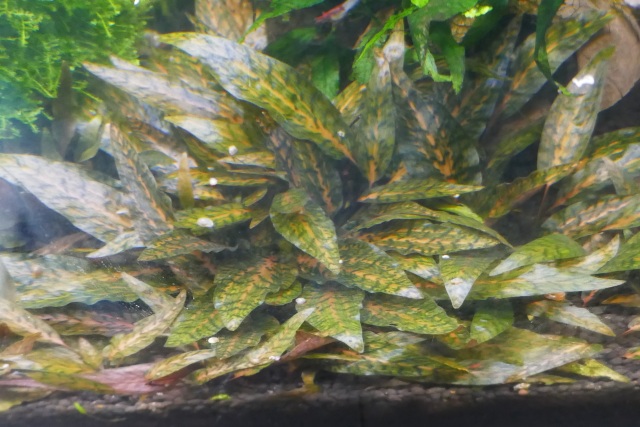 cryptocoryne nurii luminous green