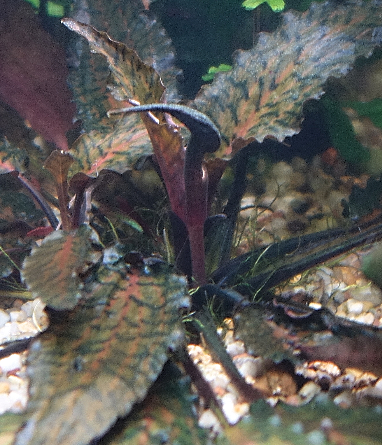 Cryptocoryne nurii raubensis Blüte-002