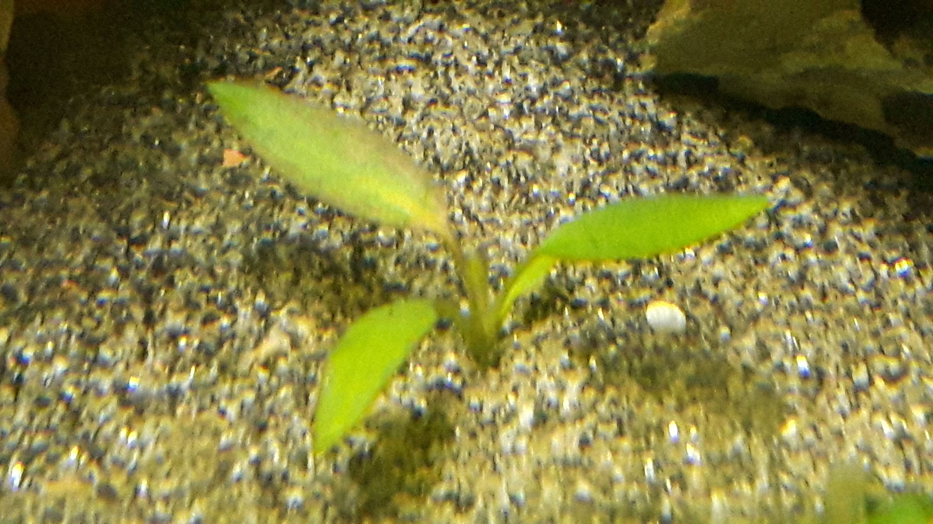 Cryptocoryne nurii var. raubensis  (submers)