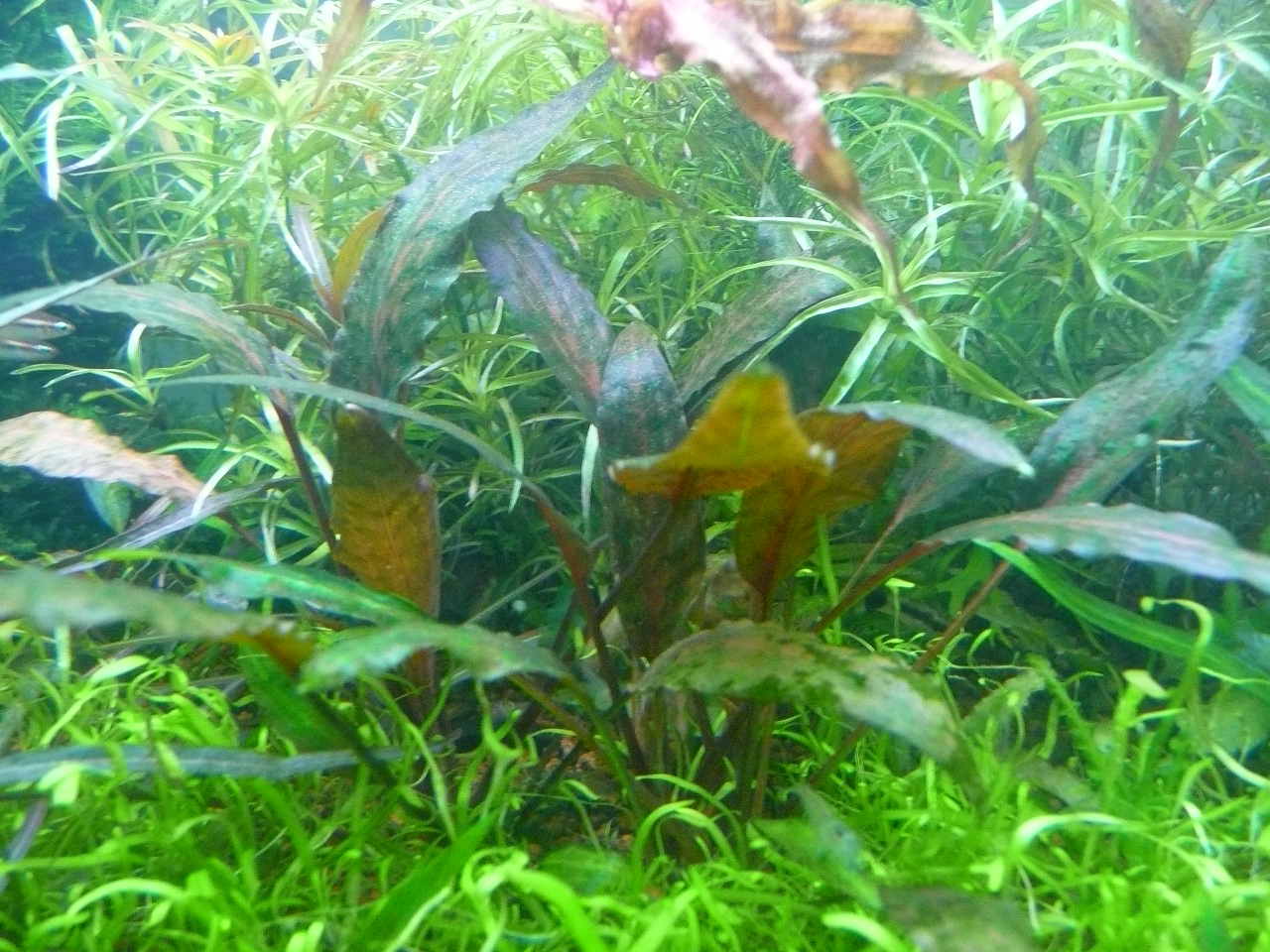 Cryptocoryne nurii